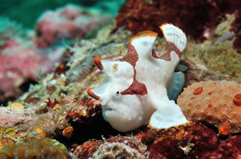 frog fish|Pair of Wartskin Frogfish .